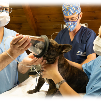 Veterinarians working on a dog